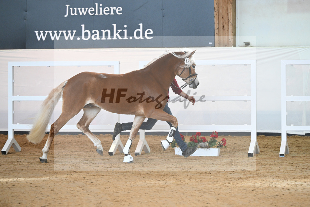 Kat-Nr. 17 v. Amore Mio_Stange_2230259 | hf-fotografie - Realisiert mit Pictrs.com