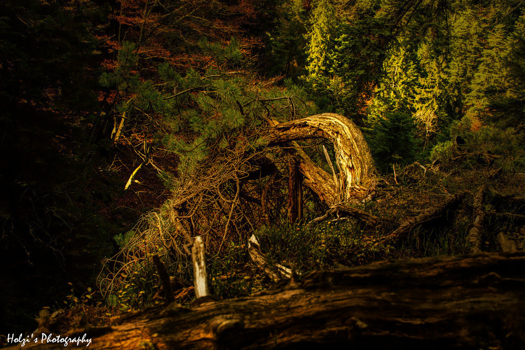 The Fallen Giant | Holzisphotography, Landschaftsfotografie, Wildlifefotogorafie - Realisiert mit Pictrs.com