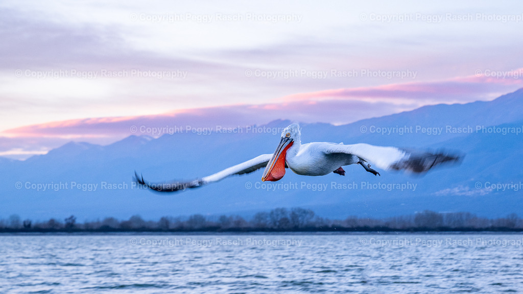 Pelikane_2024_3. Tag_abends_groß-37 | PeggyRaschPhotography - Realisiert mit Pictrs.com