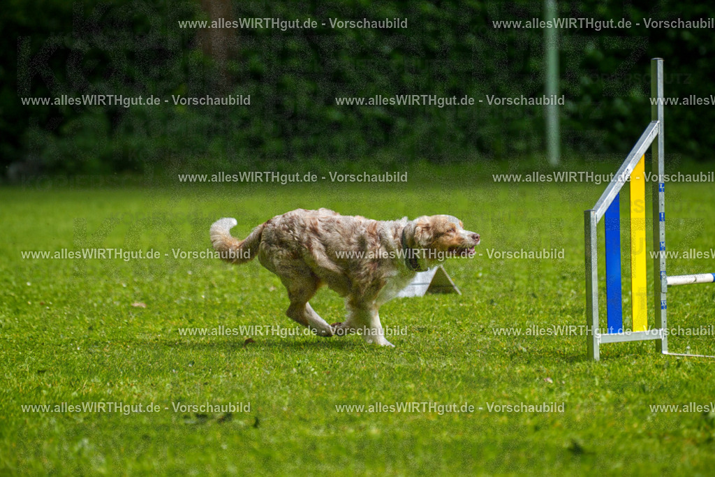 @allesWIRTHgut_Tierfotografie - www.allesWIRTHgut.de - 7R502898 | Professionelle Tierfotografie in Mönchengladbach von Daniel Wirth (allesWIRTHgut). Liebevolle & natürliche Bilder von Hunden & Katzen für unvergessliche Erinnerungen.