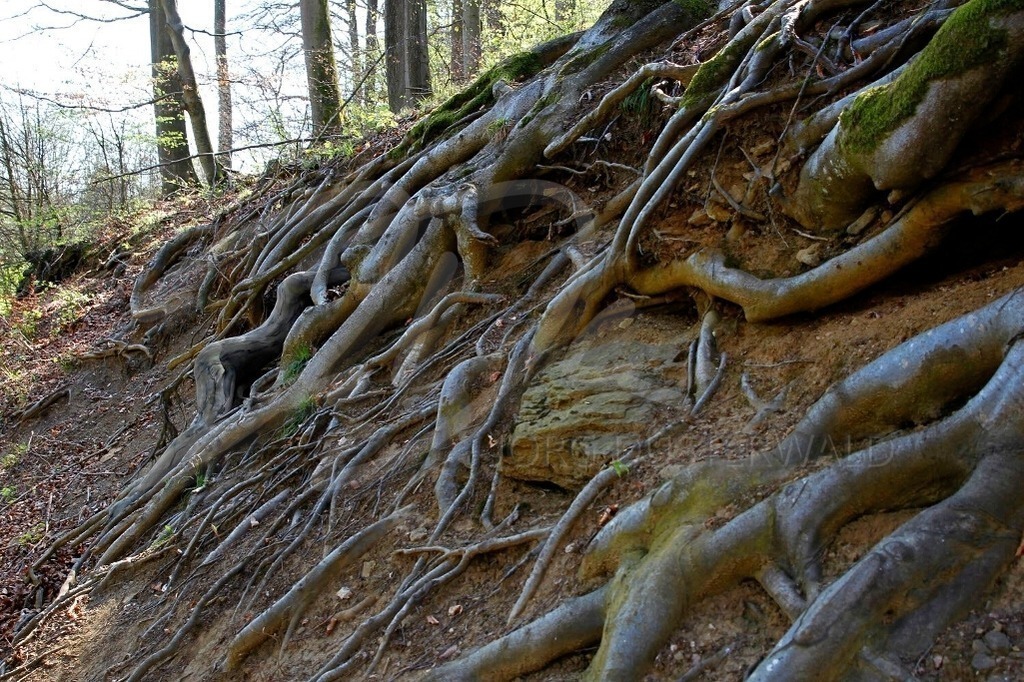 NatureArt-PAPPMÜHLENWURZELN_8763 | Schräge Wurzeln mit Po | #001 | Modell: Elli | Foto: Tschiponnique Skupin - Realisiert mit Pictrs.com