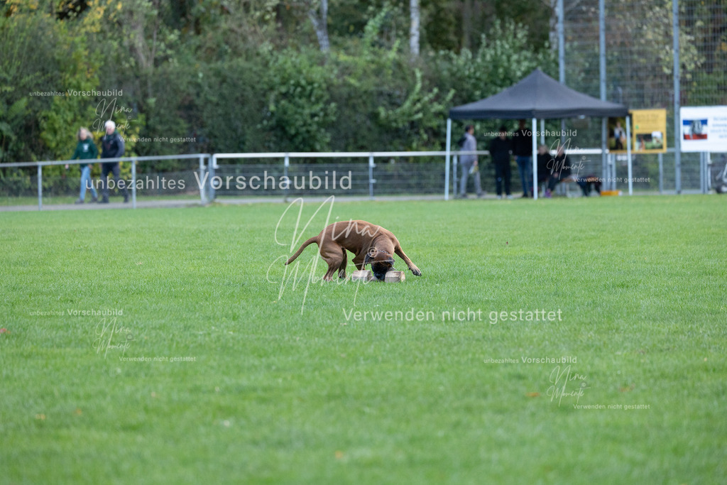 _16A4747 | Einzigartige Fotos von Hunden & Menschen –Actionfotos, Portraits, Vereinsaufnahmen & Paarshootings – authentisch, lebendig & mit Herz.