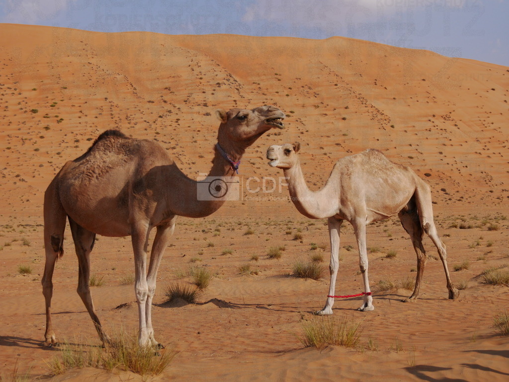 P1680686 | Wüstenkamele im Oman - Realisiert mit Pictrs.com