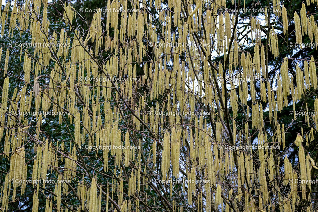 Fruehling_ Pollen_ 20.02.2024-10 | 20.02.2024, Linz, AUT, Fruehling, im Bild Graeser, Stauden, Baeume, Pollen, Allergie, Allergiker, Heuschnupfen, Haselnuss, Birke, Pflanze, Pflanzen, Flora, Natur