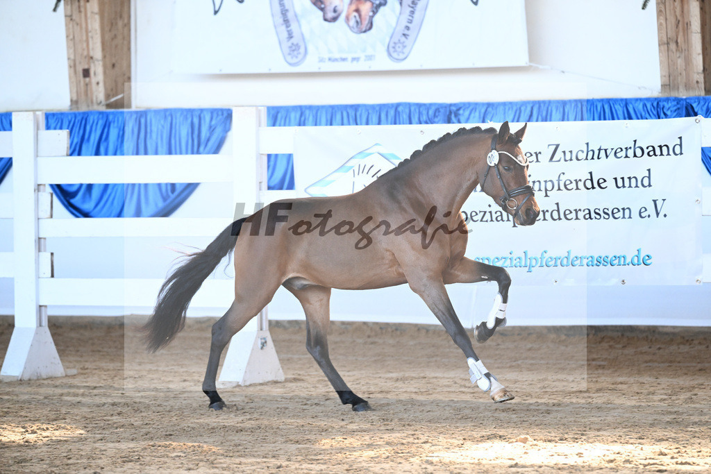Kat-Nr. 6 Zamperl v. Zeus_Dobner_9260161 | hf-fotografie - Realisiert mit Pictrs.com