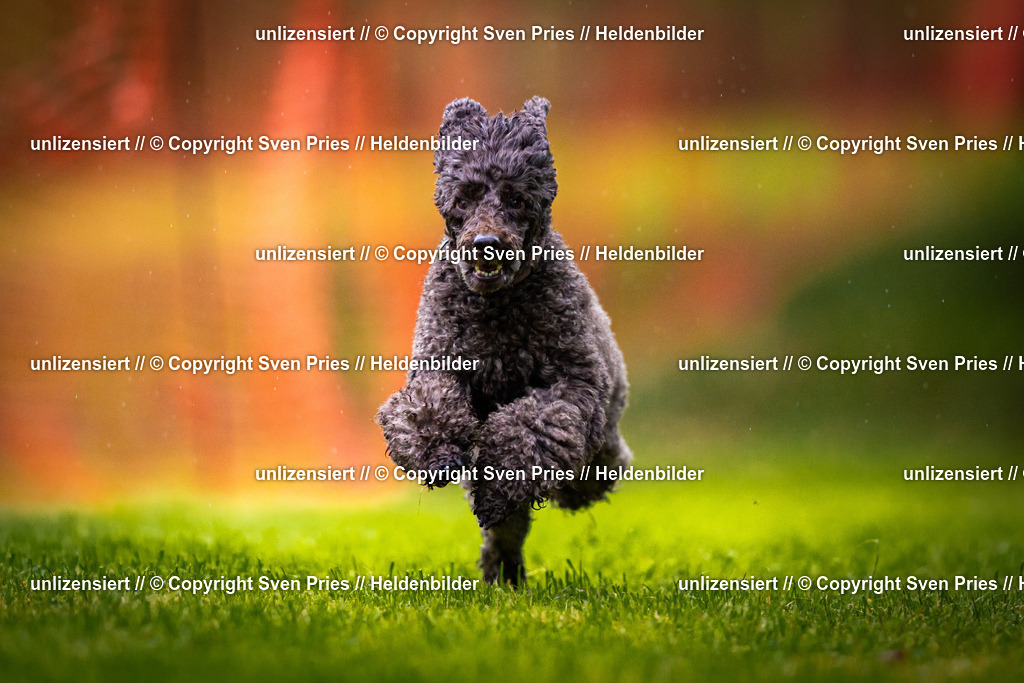 Sven Pries | 2025-09-21 - Hunderennen Baden-Oos - Realisiert mit Pictrs.com