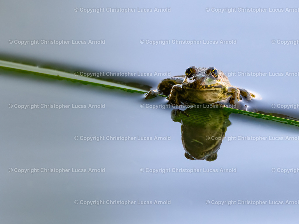 Teichfrosch | bildkomponist - Realisiert mit Pictrs.com