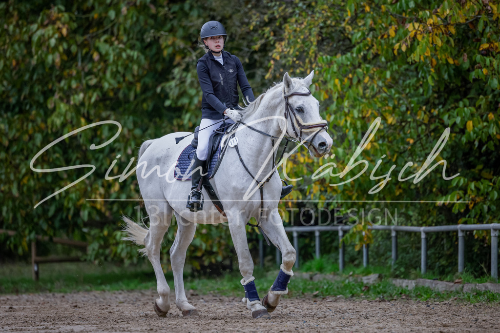 20251012-_3LI2764 | Tierfotografie Pferde, Hunde, Katzen, Haustiere.
Turnierfotografie Reitturniere, Reiten, Springreiten, Dressur in Hanau, dem Main-Kinzig-Kreis und dem Rhein-Main- Gebiet um Frankfurt