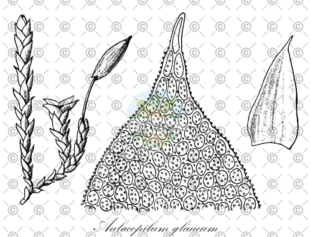 HistAbb_wfo-0001192495_2_ENZY_Simple | Historische Abbildung von Aulacopilum glaucum - Erpodiaceae | Historical Illustration of Aulacopilum glaucum - Erpodiaceae