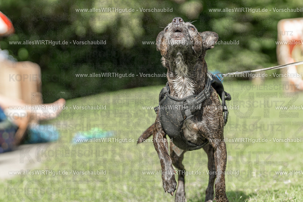 Hundeschwimmen_Volksbad_2026-allesWIRTHgut_Tierfotografie-2609061526-7R501541 | Professionelle Tierfotografie in Mönchengladbach von Daniel Wirth (allesWIRTHgut). Liebevolle & natürliche Bilder von Hunden & Katzen für unvergessliche Erinnerungen.