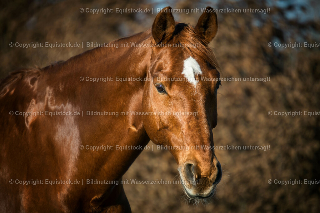 20151226_TOMsPiC_TOMsPiC_0002 | equistock