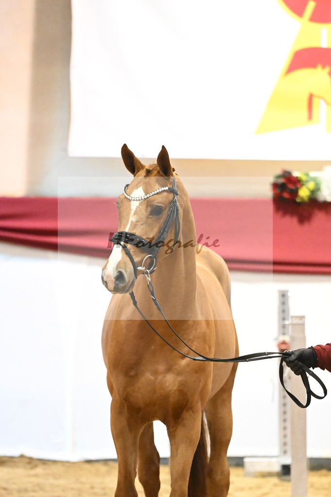 Kat-Nr. 26 El Barone 111 Z x Arezzo VDL_Schep_43231143 | hf-fotografie - Realisiert mit Pictrs.com