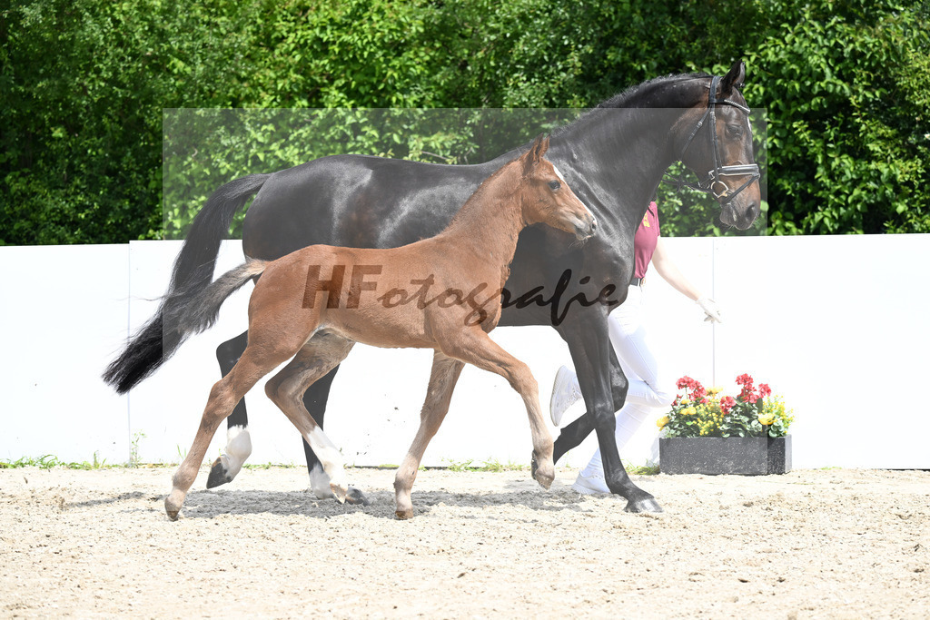 Chinchero x Kannan_HF_ZG Elitefohlen Schuster_13250880 | hf-fotografie - Realizzato con Pictrs.com