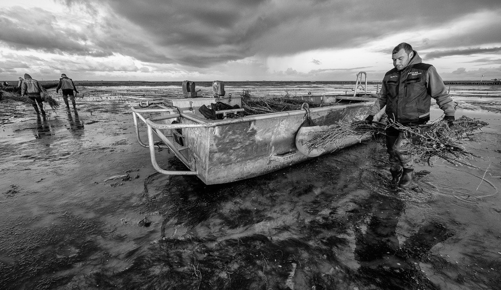 Lahnungsarbeiten des LKN.SH im Watt vor Pellworm © Holger Rüdel | Der Online-Shop von Holger Rüdel. Ausgewählte Fotografien als FineArt-Prints bestellen: Bildreportagen, Landschaften, Wildlife, History, Infrarot-Motive in Schwarzweiß und Verschiedenes.  - Realisiert mit Pictrs.com