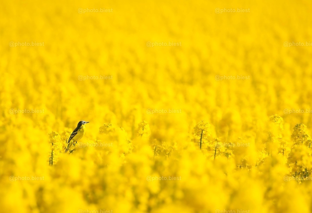 IMGC3179-2 | photobiest - Realisiert mit Pictrs.com