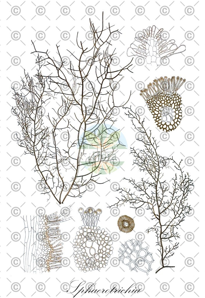 HistAbb_wfo-0000101479_2_ENZY_Simple | Historische Abbildung von Sphaerotrichia - Chordariaceae (0) | Historical Illustration of Sphaerotrichia - Chordariaceae (0)