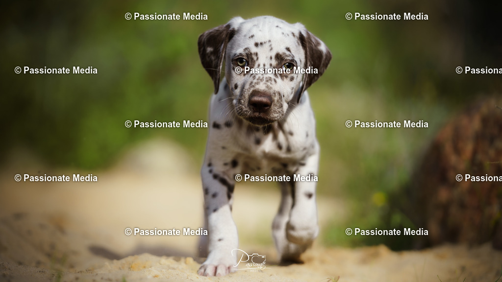 DSC06018 | Passionate Media, dein Fotograf aus Brandenburg, Märkisch Oderland, im Bereich Motorsport, Autos und Motorräder sowie Events und auch Hunde. Shootings oder auch Eventbegleitungen können bei mir gebucht we