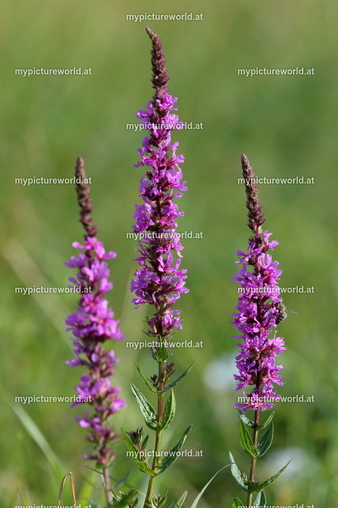 Gewöhnlicher Blutweiderich-002 | Das Bilderarchiv über Tiere, Planzen und Landschaften. In der Bilddatenbank finden Sie ein große Auswahl an hochwertigen Bilder für Ihre Werbung - Realisiert mit Pictrs.com