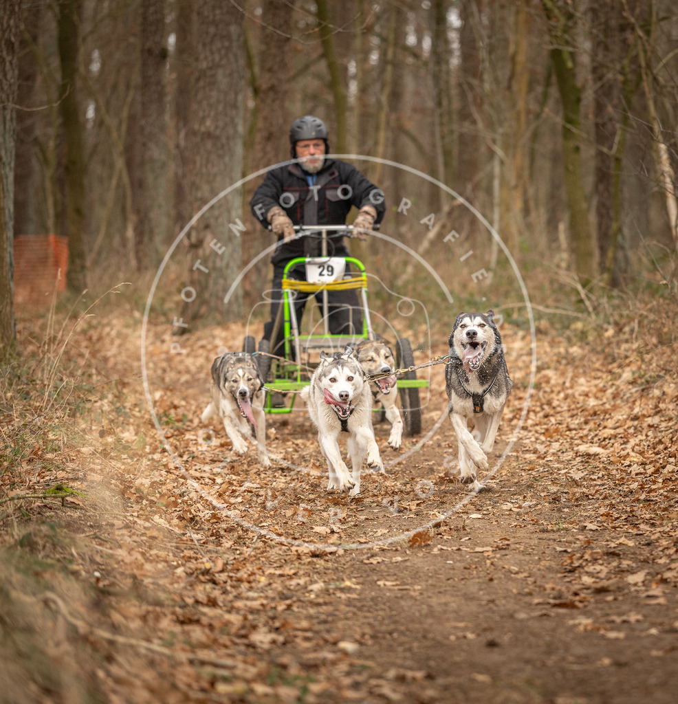 Pfotenfotografie_DV3A8858 | Hundefotografie, Tierfotograf, Pfotenfotografie, Fotoshooting Hund, Hunde Portrait, Hundesport, Hundeportraits, Heideshooting, Hunde, Sportfotograf, Hundefotograf, Turnierhundsport, THS,  - Realisiert mit Pictrs.com