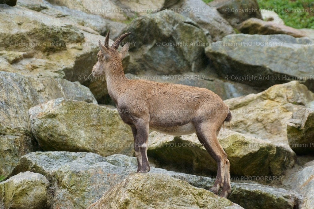 Steinbock | Steinbock - Realisiert mit Pictrs.com