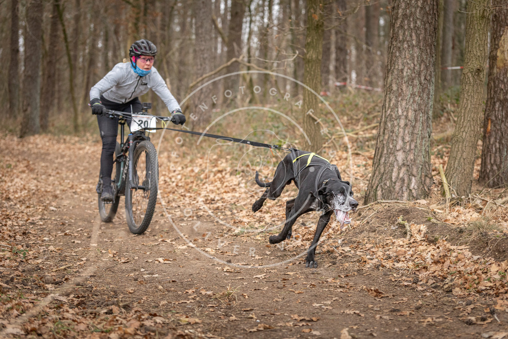 Pfotenfotografie_DV3A7457 | Hundefotografie, Tierfotograf, Pfotenfotografie, Fotoshooting Hund, Hunde Portrait, Hundesport, Hundeportraits, Heideshooting, Hunde, Sportfotograf, Hundefotograf, Turnierhundsport, THS,  - Realisiert mit Pictrs.com