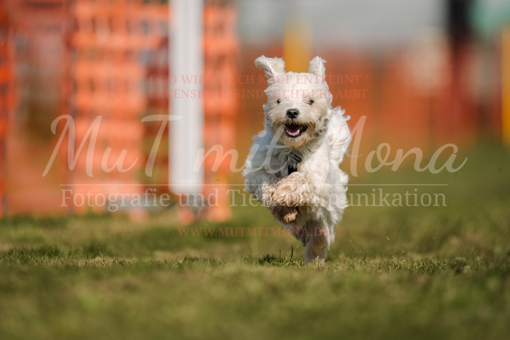 20250928_Hunderennen-621 | MuT (Mensch und Tier) mit Mona - Fotografie und Tierkommunikation - Realisiert mit Pictrs.com