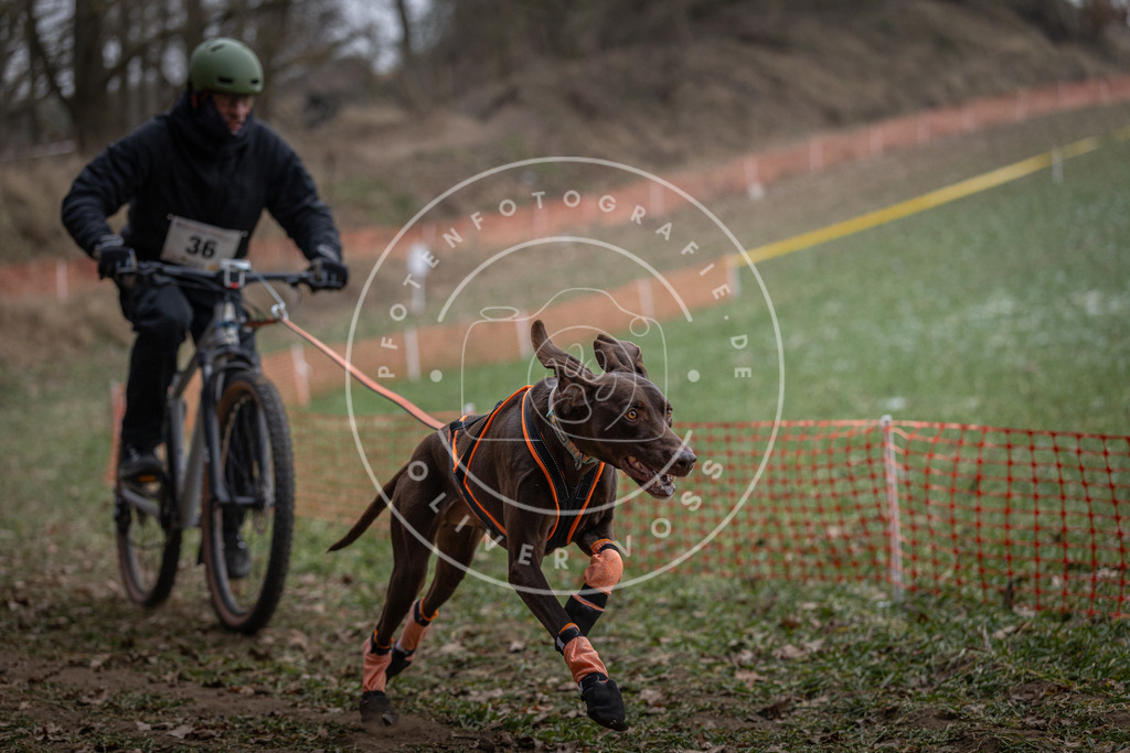 Pfotenfotografie_DV3A9745 | Hundefotografie, Tierfotograf, Pfotenfotografie, Fotoshooting Hund, Hunde Portrait, Hundesport, Hundeportraits, Heideshooting, Hunde, Sportfotograf, Hundefotograf, Turnierhundsport, THS,  - Realisiert mit Pictrs.com