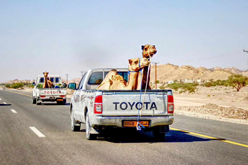 AbuDhabi Kameltransport | www-pimpup-me - Realisiert mit Pictrs.com