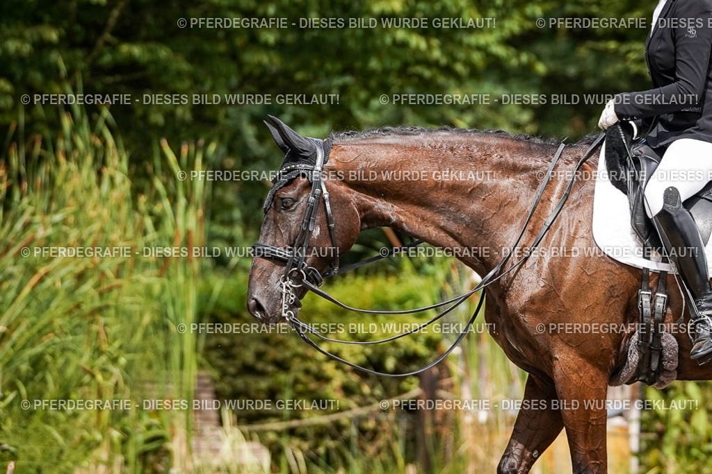 DSC03542 | Pferdegrafie