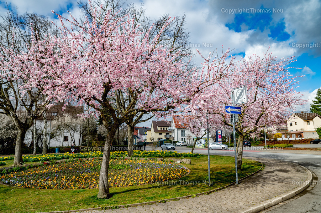 Mandelbaumbluete-Bensheim-Fruehling-hessische-Bergstrasse-Fotografie-Thomas-Neu-4 | blühende Mandelbäume an der Heidelberger Straße in Bensheim, ,Bild: Thomas Neu