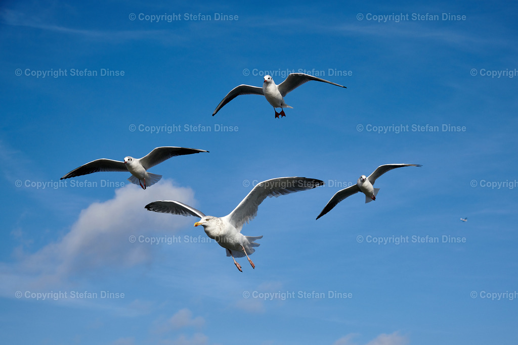 a flock of seagulls in blue sky with some clouds | a flock of seagulls in blue sky with some clouds - Realisiert mit Pictrs.com