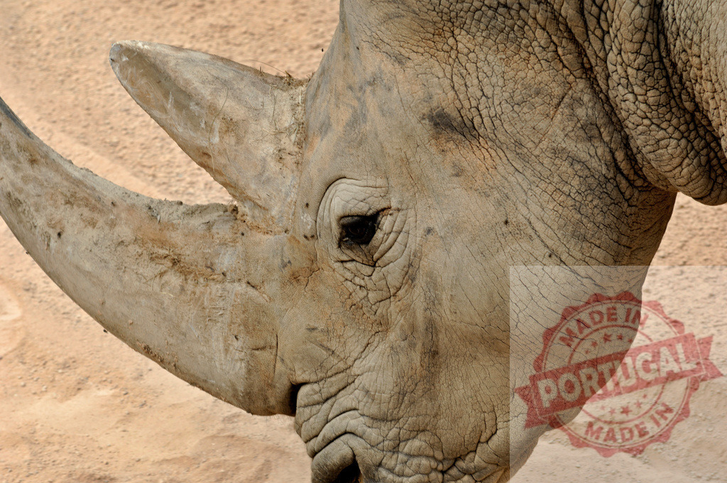 White rhinoceros head closeup showing horn and eye | White rhinoceros head having textured skin and a large horn - Realisiert mit Pictrs.com