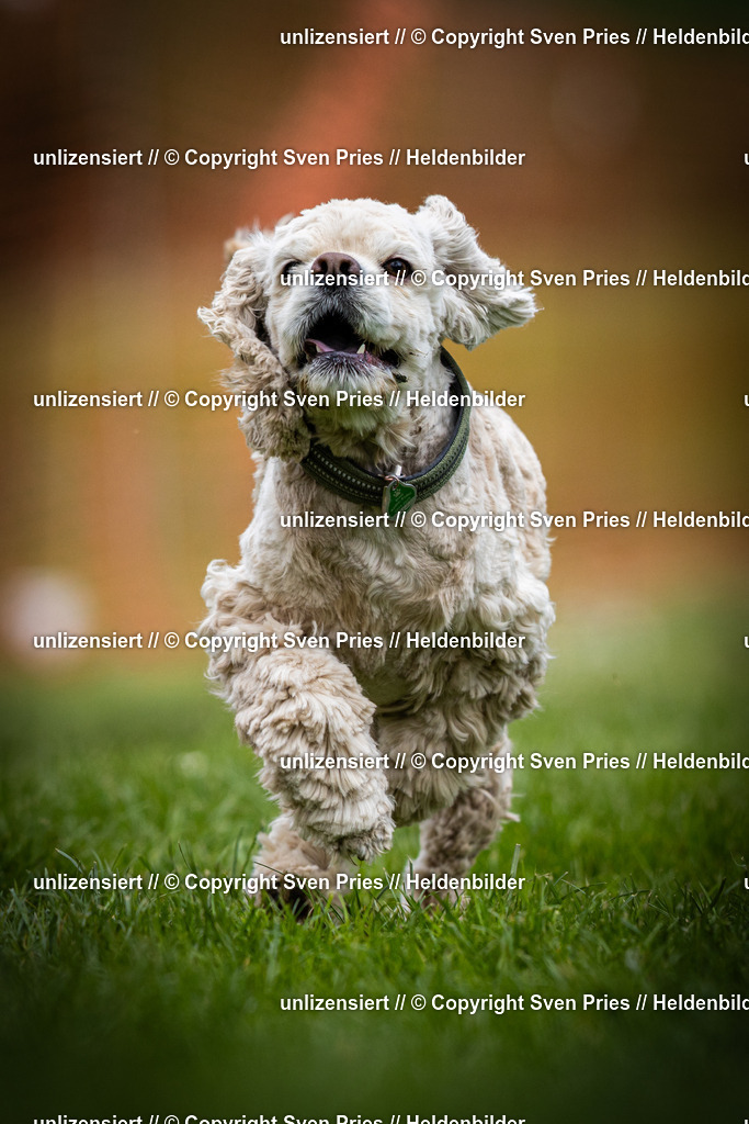 Sven Pries | 2025-04-13 - Hunderennen Baden-Baden - Realisiert mit Pictrs.com