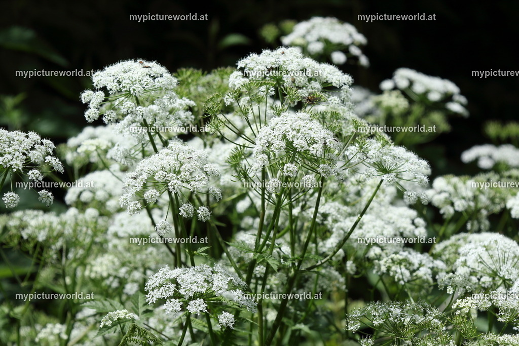 Wimper-Kälberkropf-009 | Das Bilderarchiv über Tiere, Planzen und Landschaften. In der Bilddatenbank finden Sie ein große Auswahl an hochwertigen Bilder für Ihre Werbung - Realisiert mit Pictrs.com
