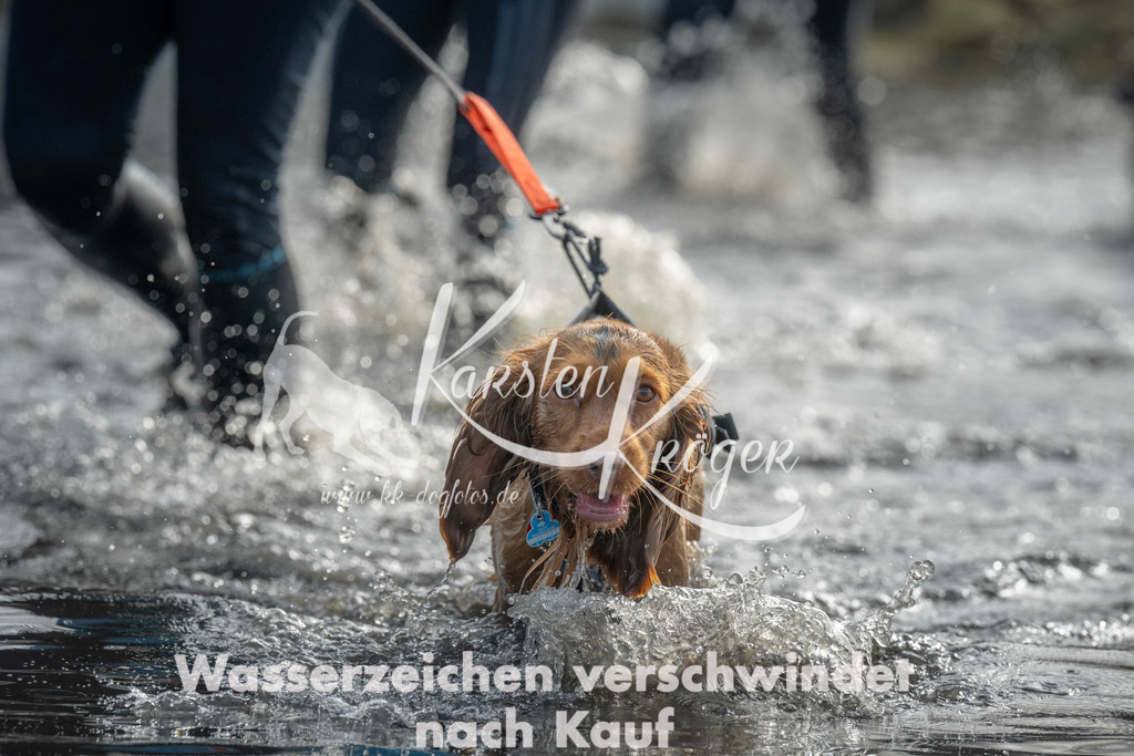 1000_ZZ95385 | kk-dogfotos