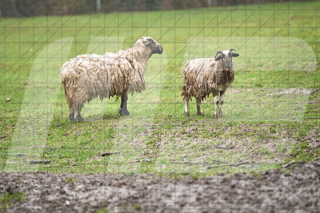 33. KTM Kamptal Trophy | 29.03.2025: 33. KTM Kamptal Trophy in Zöbing, Niederösterreich, ÖsterreichFoto: © 2025 Martin Bihounek / martinbihounek.comInsta: @martinbihounekcomFB: @martinbihounekphotography