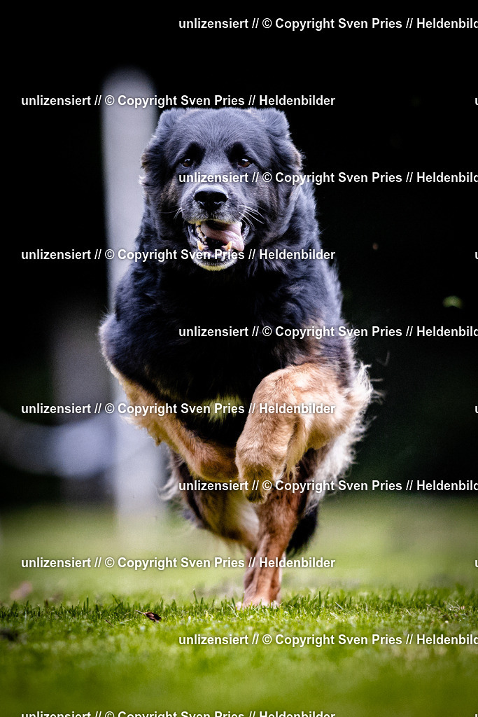 Sven Pries | 2025-10-03 - Hunderennen Obergrombach - Realisiert mit Pictrs.com