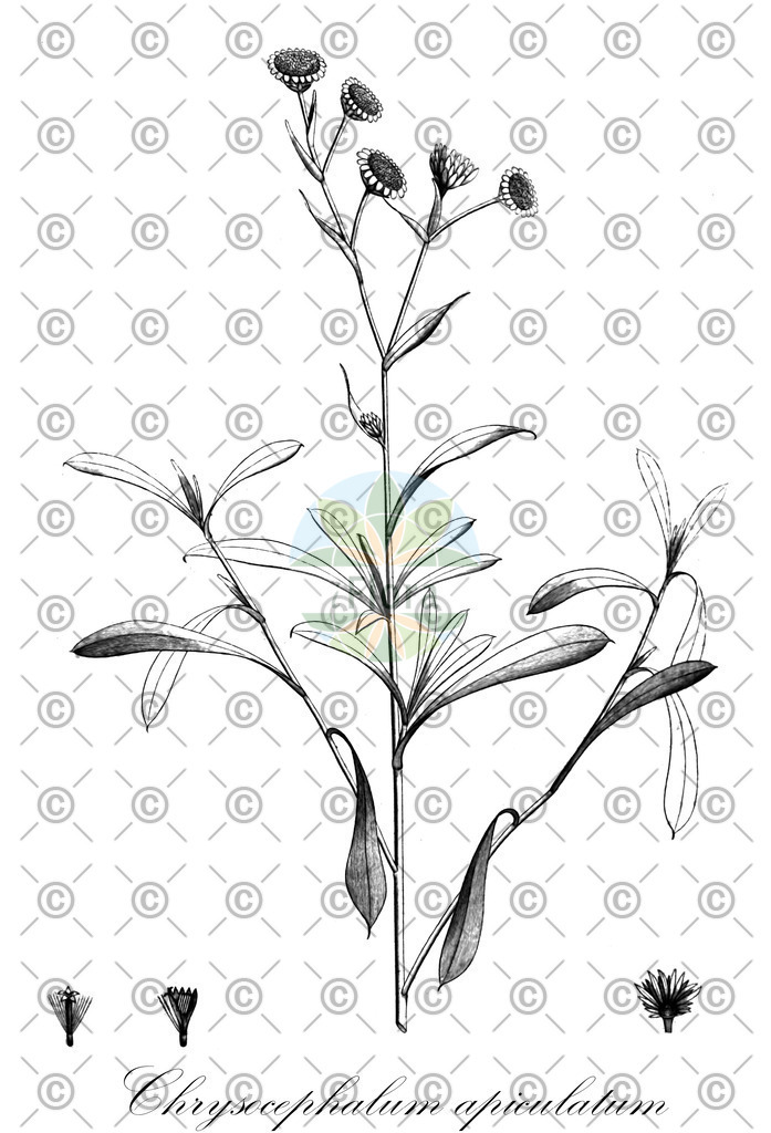 HistAbb_wfo-0000603760_1_ENZY_Simple | Historische Abbildung von Chrysocephalum apiculatum - Asteraceae | Historical Illustration of Chrysocephalum apiculatum - Asteraceae