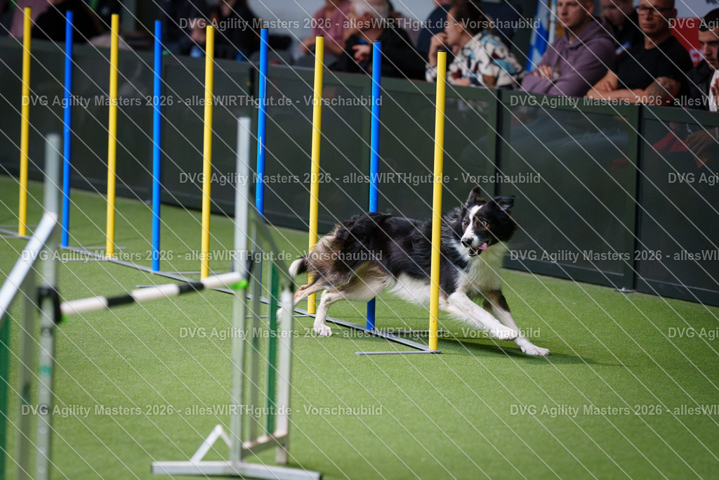 allesWIRTHgut_Tierfotografie-DVG_Agility_Masters_2026-09_53-7R502970 | Professionelle Tierfotografie in Mönchengladbach von Daniel Wirth (allesWIRTHgut). Liebevolle & natürliche Bilder von Hunden & Katzen für unvergessliche Erinnerungen.