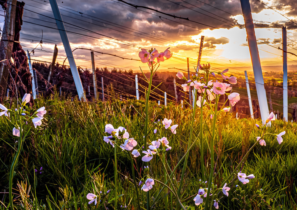 MPI_Blüten_0020 | Wiesenschaumkraut im Weinberg bei Bottenau - Realisiert mit Pictrs.com