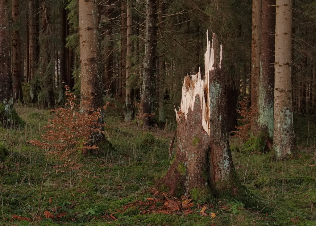 Vom Donner gerührt und vom Blitz getroffen | Ein zersplitterter Baumstumpf steht auf einer Waldlichtung - Realisiert mit Pictrs.com