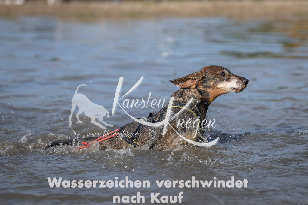 1056_ZZ90525 | kk-dogfotos
