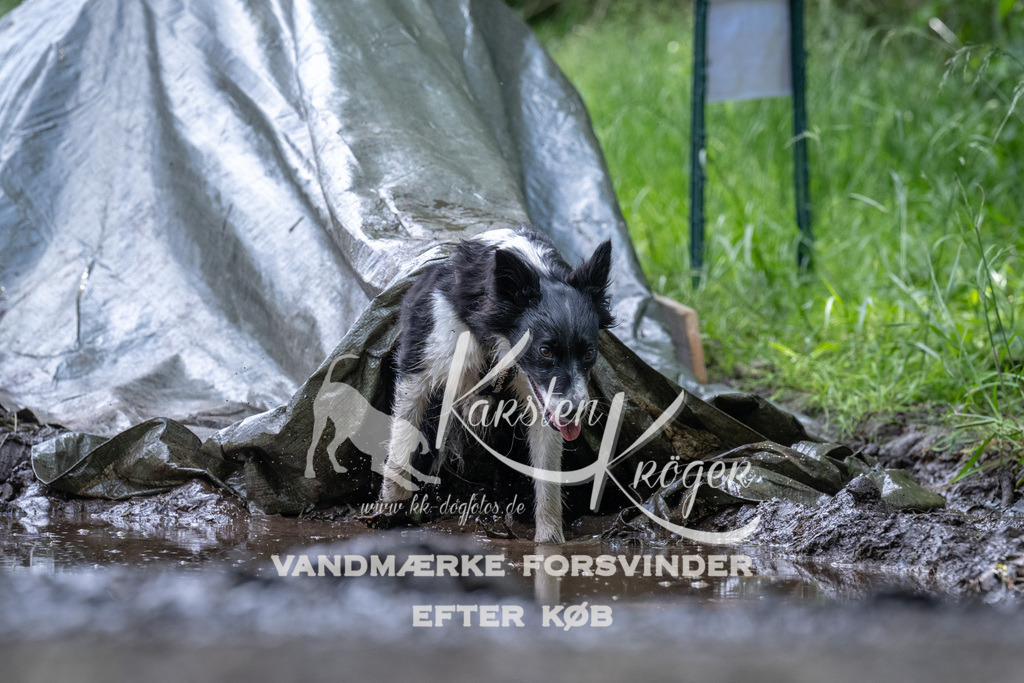 1246_ZZ93428 | kk-dogfotos