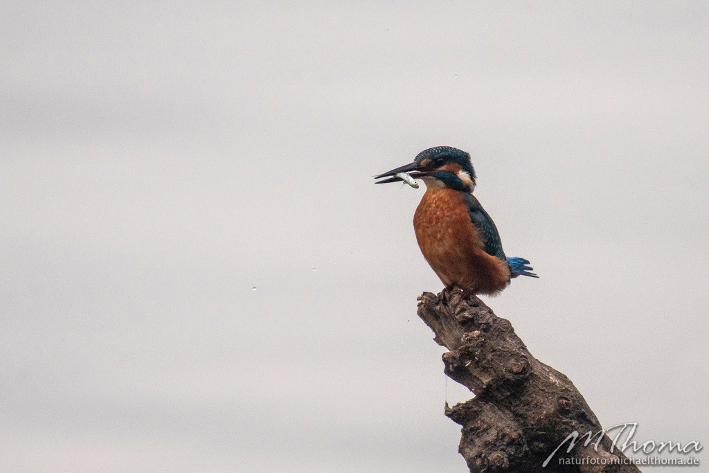 2020-11-27-10h00m52s_MichaelThoma_D850-2370 | Dies ist der Online-Shop von naturfoto.michaelthoma.de. Ich bin leidenschaftlicher Naturfotograf und fotografiere von der Andromedagalaxie bis zum Zwergtaucher, von der Ameise bis zum Orionnebel alles was mit Natur zu tun hat. Hier kann eine Auswahl meine - Realisiert mit Pictrs.com