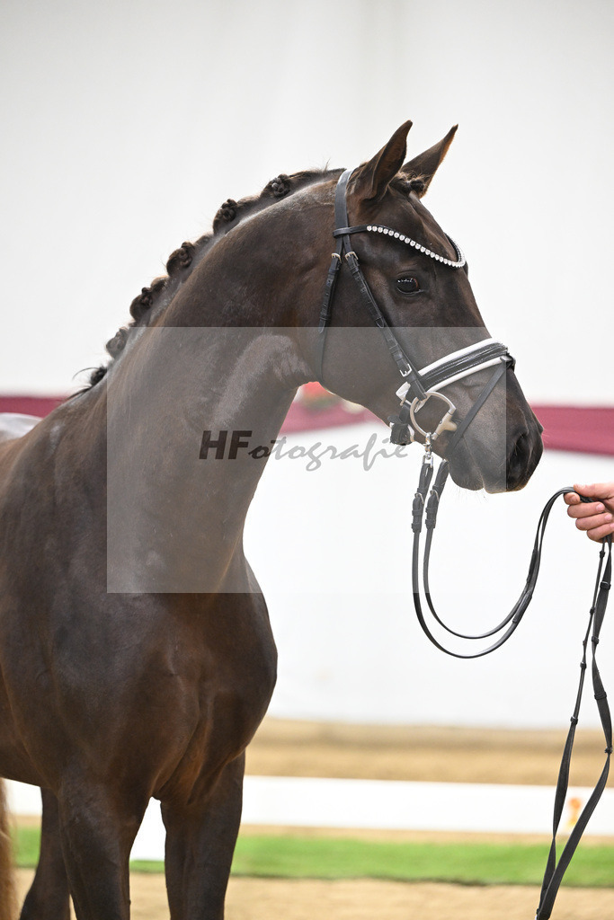 Kat-Nr. 126 Va Bene x Fuerst Jazz_Johannes Gaab_47254173 | hf-fotografie - Realisiert mit Pictrs.com