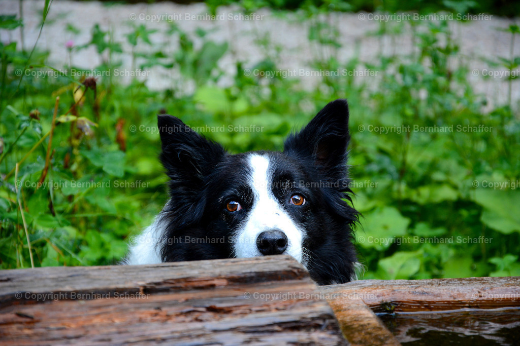 Bordercollie | Der Blick eines Border Collie. - Realisiert mit Pictrs.com