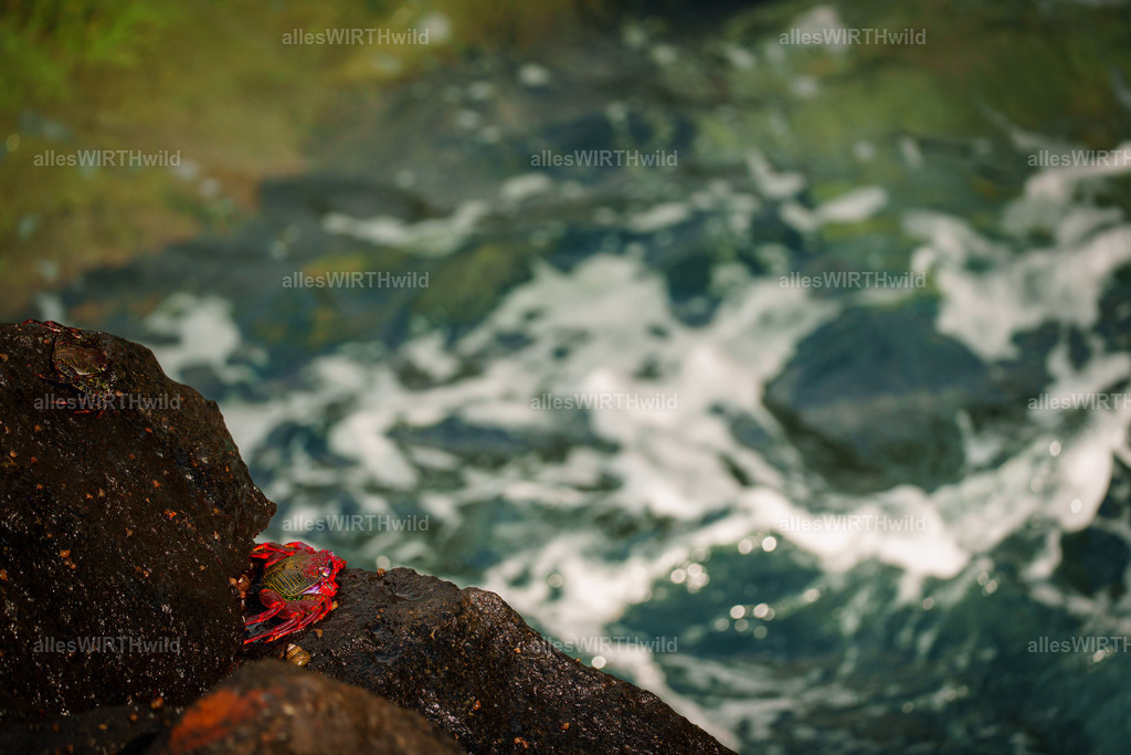 allesWIRTHgut Tierfotografie - allesWIRTHgut.de - 7IV08136 | Entdecke die faszinierende Welt der Natur- und Wildlife-Fotografie von Daniel und Bärbel. Inspirierende Bilder von wilden Tieren und kleinen Naturwundern.