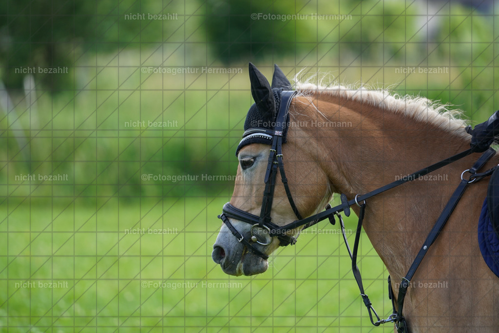 20240622-FAH07886 | Turnierfotografen Bayern, Reitsportbilder aus dem Geländekurs mit Felix Etzel auf dem Gut Waitzacker 2024