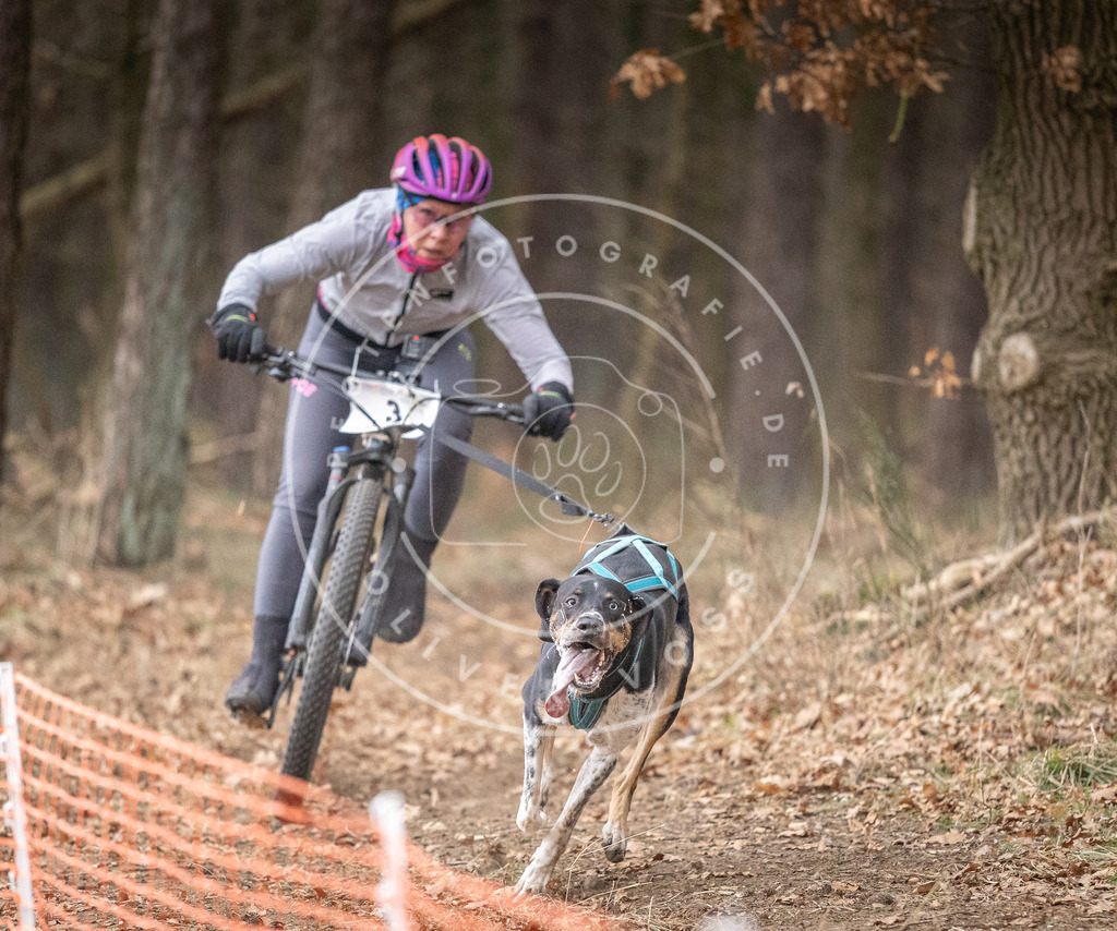 Pfotenfotografie_DV3A1276 | Hundefotografie, Tierfotograf, Pfotenfotografie, Fotoshooting Hund, Hunde Portrait, Hundesport, Hundeportraits, Heideshooting, Hunde, Sportfotograf, Hundefotograf, Turnierhundsport, THS,  - Realisiert mit Pictrs.com