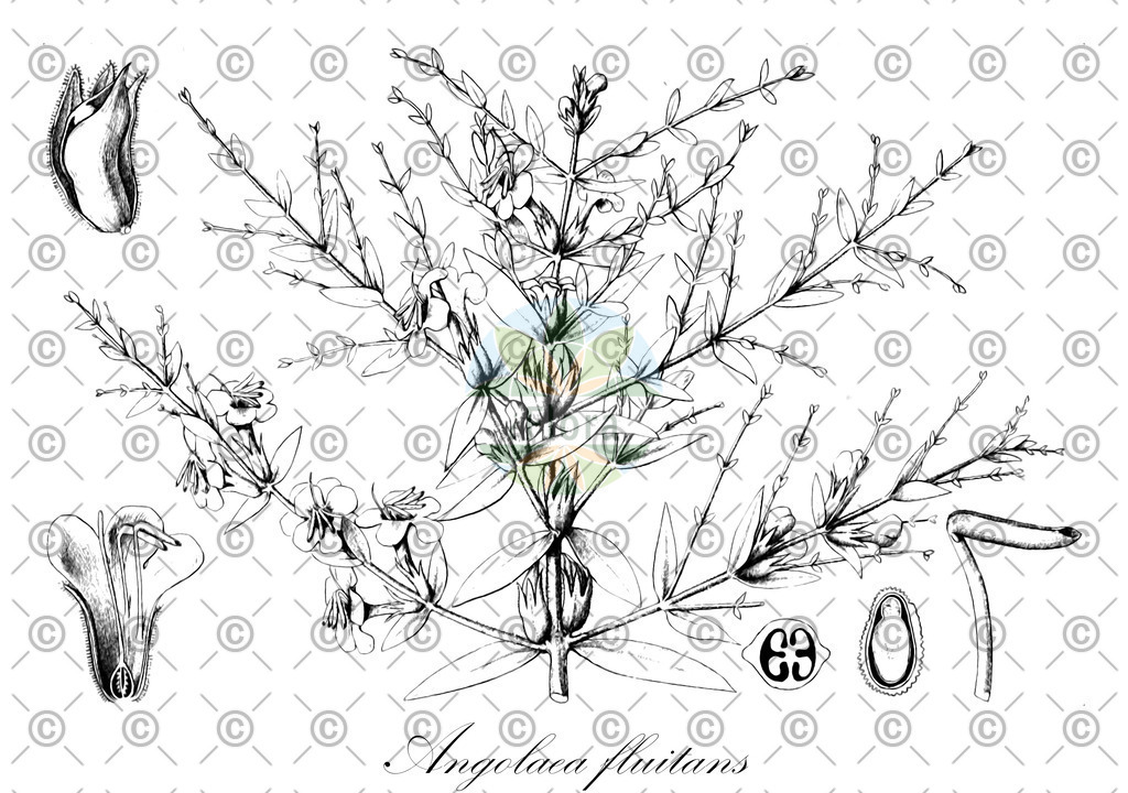 HistAbb_wfo-0000536542_32_ENZY_Simple | Historische Abbildung von Angolaea fluitans - Podostemaceae | Historical Illustration of Angolaea fluitans - Podostemaceae
